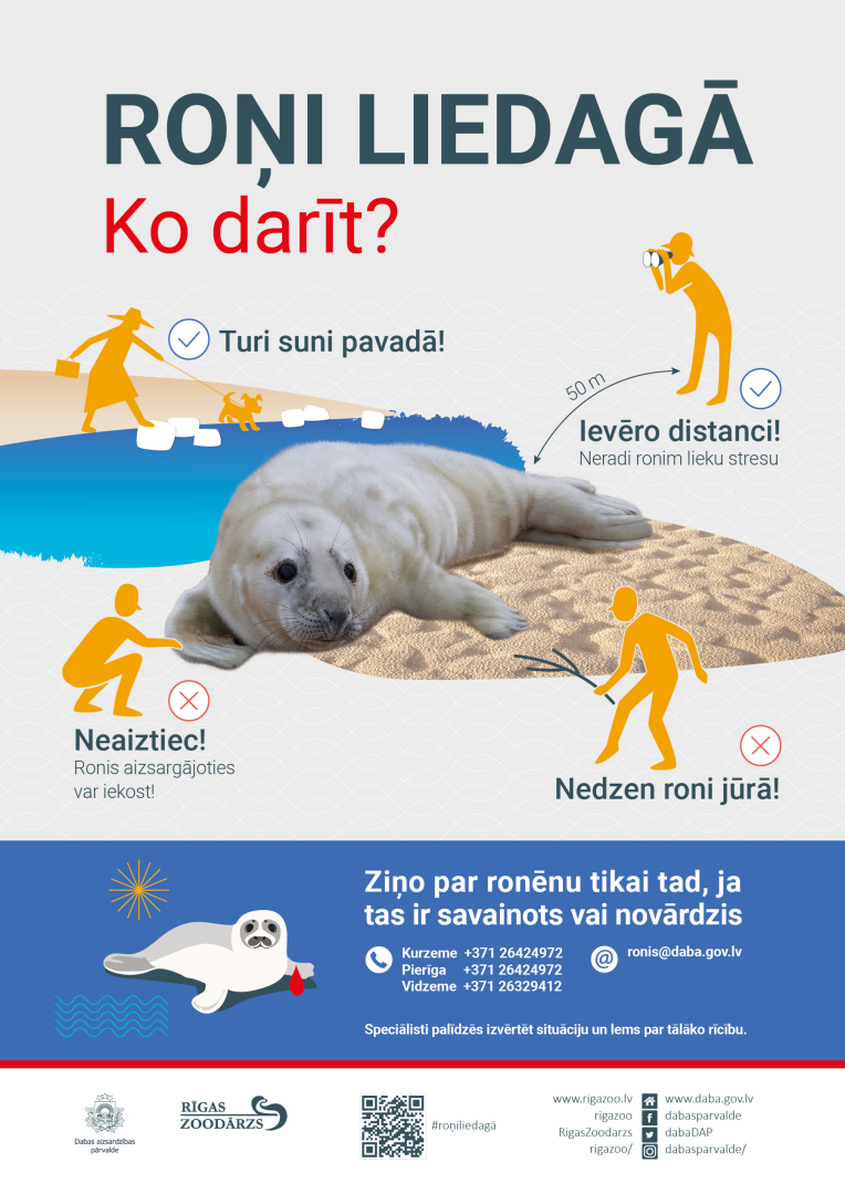 Roņi liedagā infografika