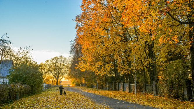 rudens