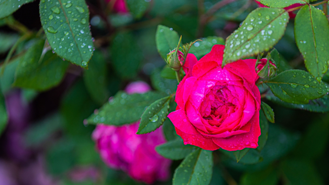 Roze