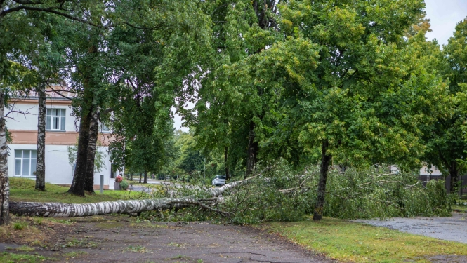nokritis koks pāri ceļam