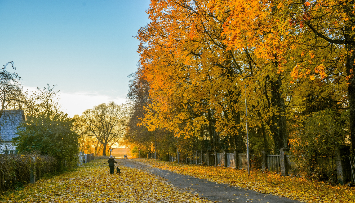 rudens