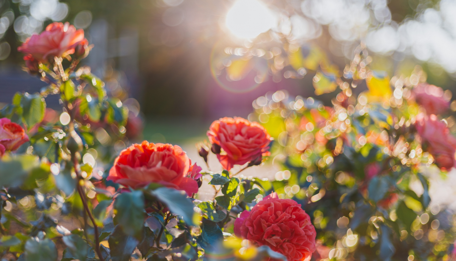 Rozes Ķemeru parkā