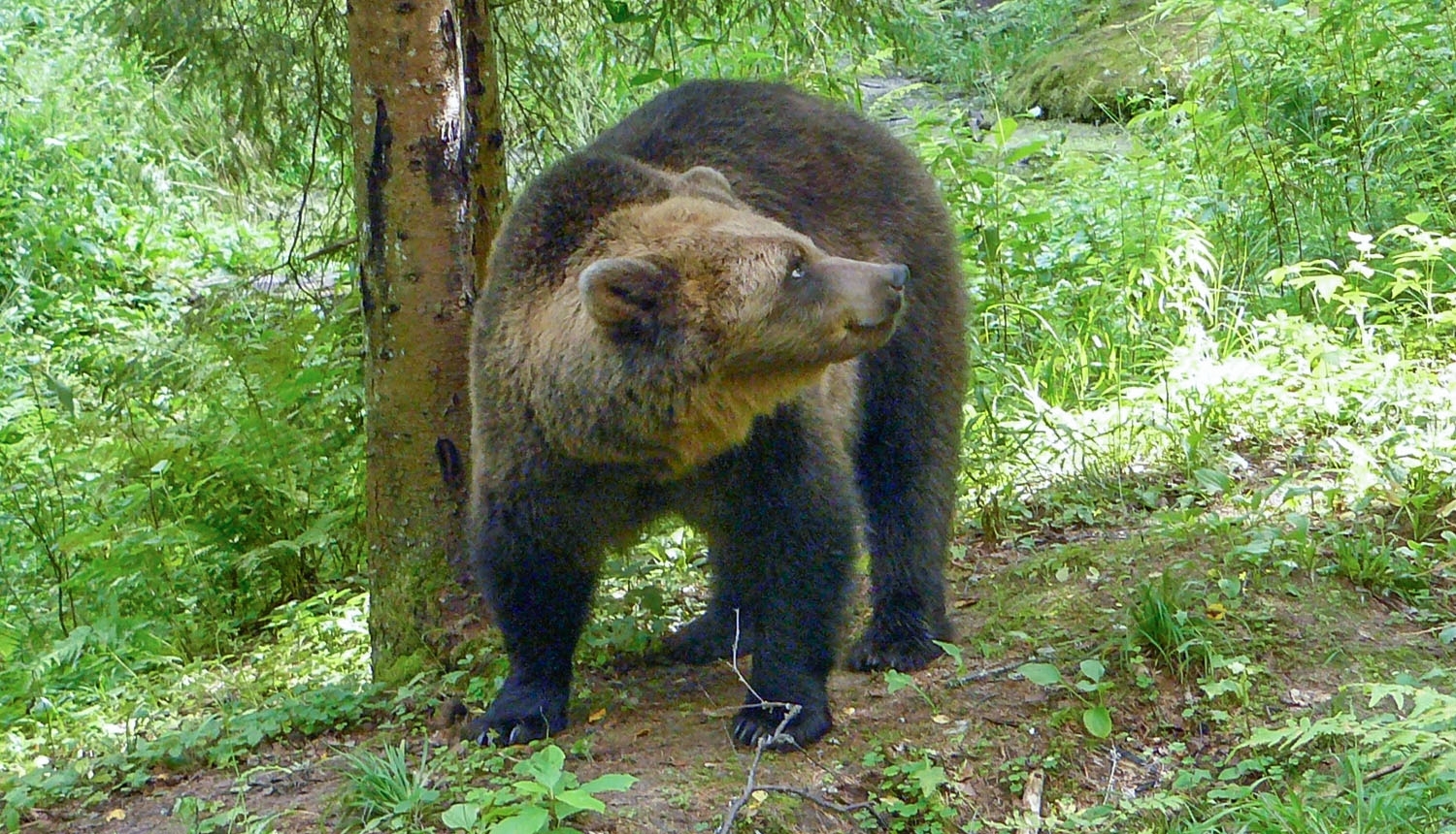 lācis mežā
