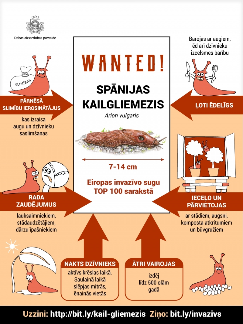 infografika