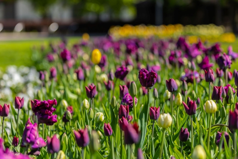 Zied tulpes