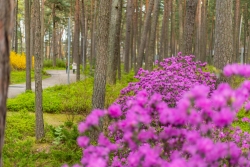 Dzintaru mežaparks