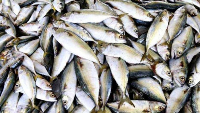 Par 2021. gada zvejas rīku skaita pieprasījumu un rūpnieciskās zvejas tiesību nomu