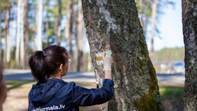 Jūrmalā top pārgājienu maršruts “Mežtaka”