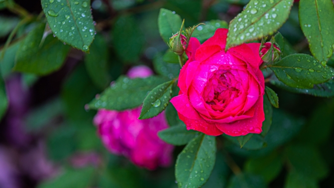 Roze