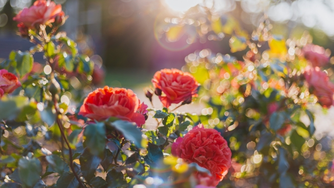 Rozes Ķemeru parkā