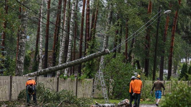 Koks nokritis uz elektrības vada