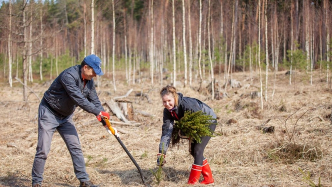 Jūrmalā iestāda 400 eglīšu