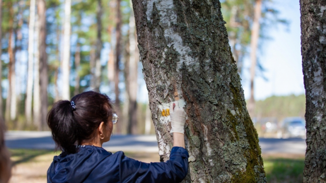 Jūrmalā top pārgājienu maršruts “Mežtaka”