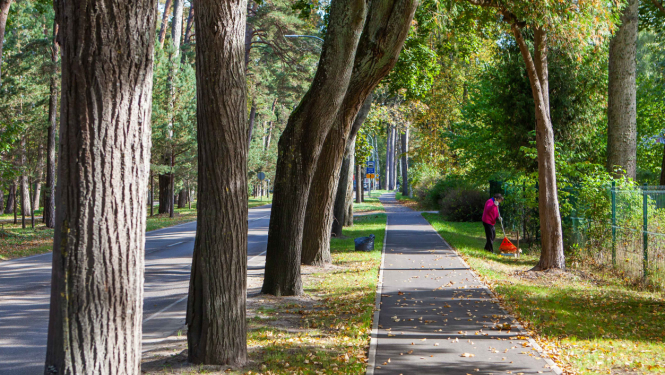 Rudens ainava ar kokiem gar ielu un gājēju celiņu. Labajā pusē redzama persona, kas ar grābekli vāc kritušās lapas