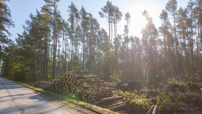 Meža ciršanas darbi Nometņu ielā