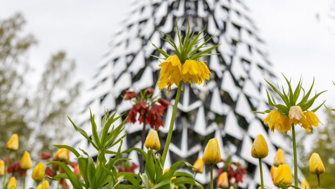 Puķu dobe pie vides objekta Čiekurs