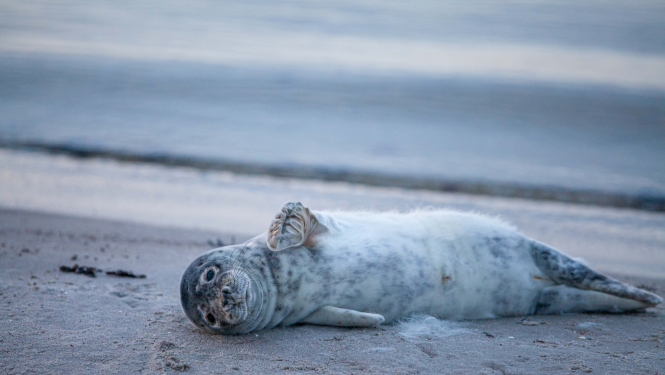Pludmalē izskalots roņu mazulis