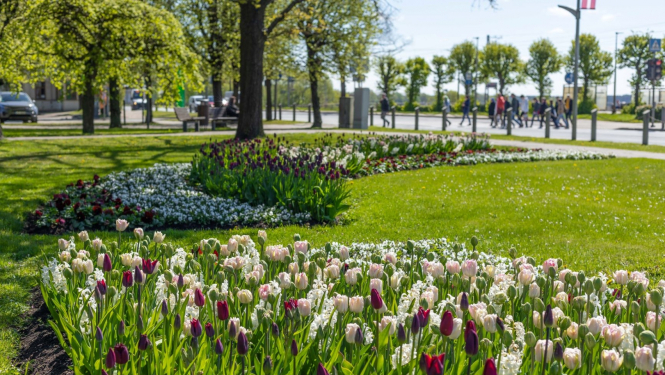 Jūrmalā zied tulpes