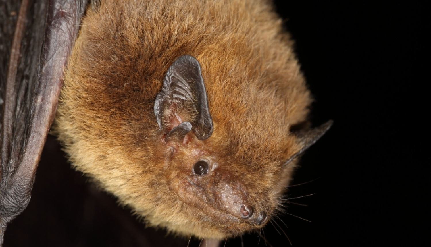 Ķemeru Nacionālajā parkā uziet līdz šim lielāko zināmo sikspārņu koloniju Latvijā