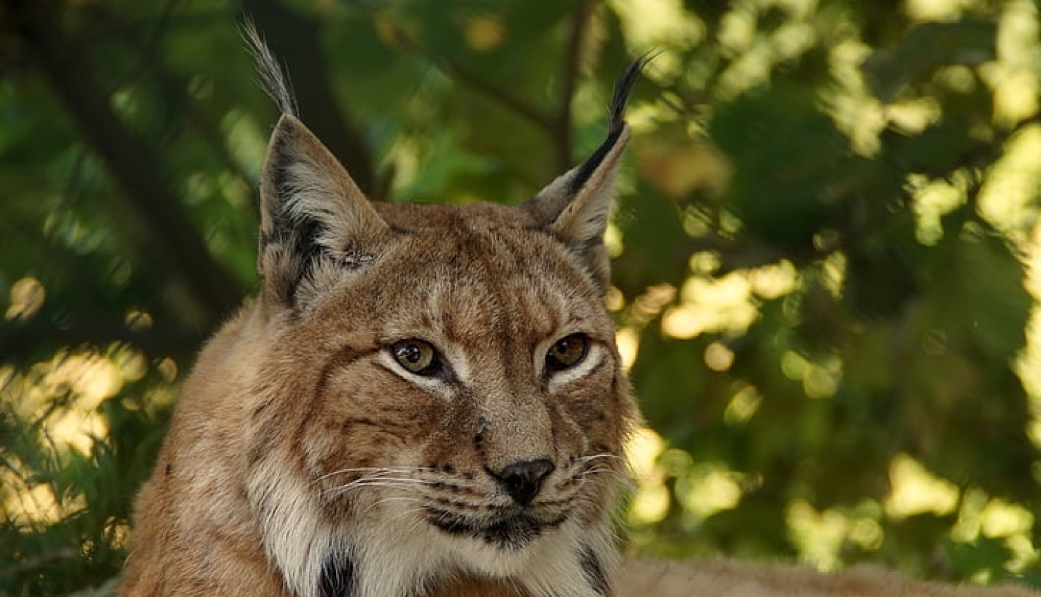 ĶNP informēs par lūšu kā lielo plēsēju lomu dabā