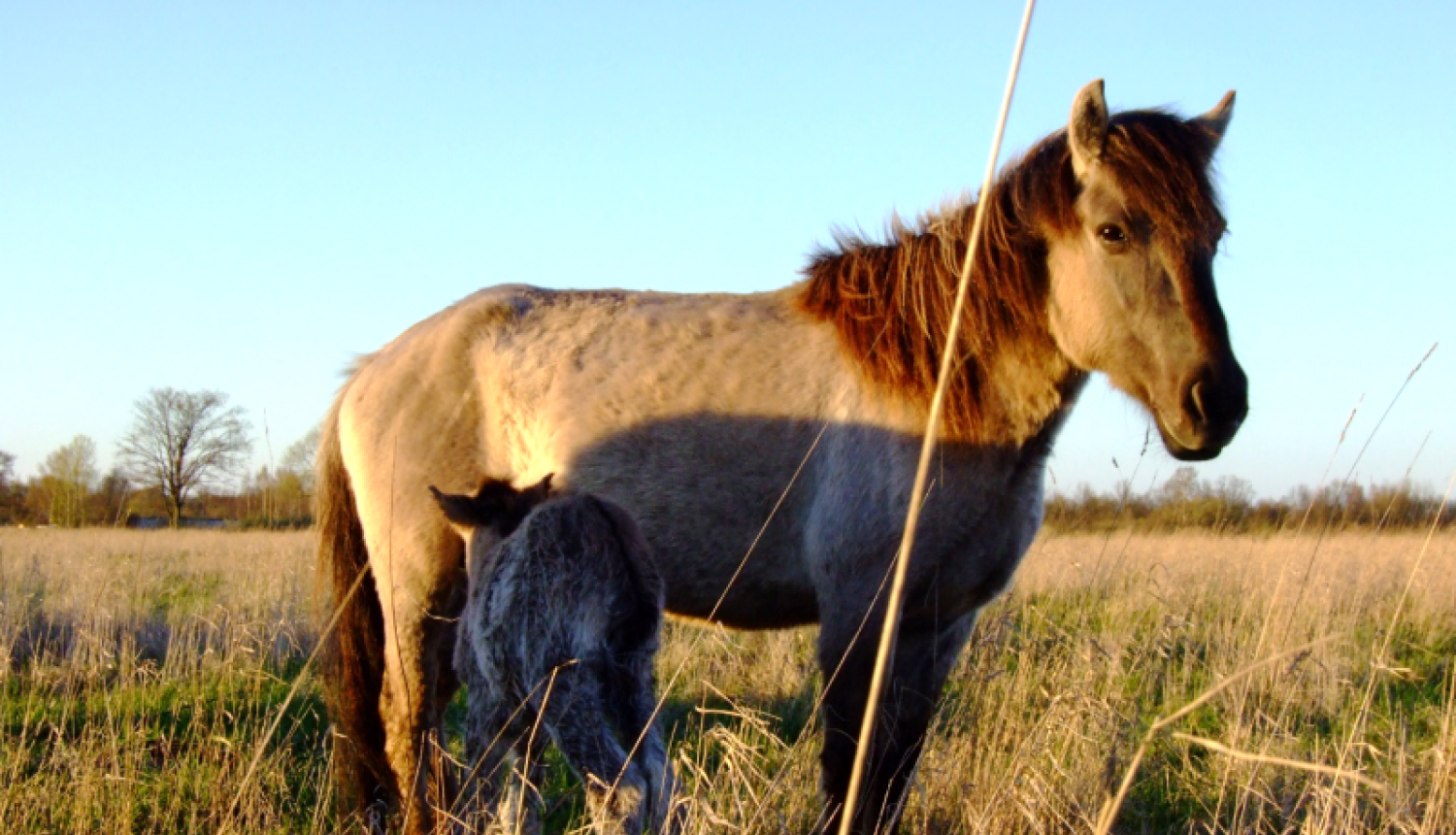 Dabas liegumā “Lielupes grīvas pļavas” atjaunos ganīšanu