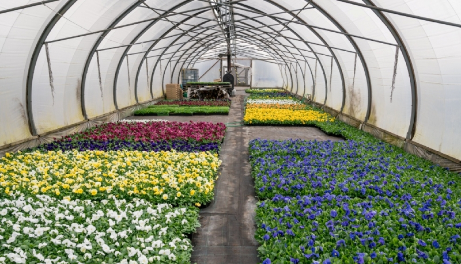 Jūrmalā šogad ziedēs gandrīz 90 tūkstoši puķu stādu; īpašas kompozīcijas Latvijas simtgadei