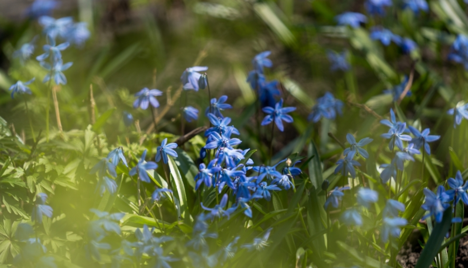 Aprīlī un maijā Jūrmalā būs Spodrības mēnesis
