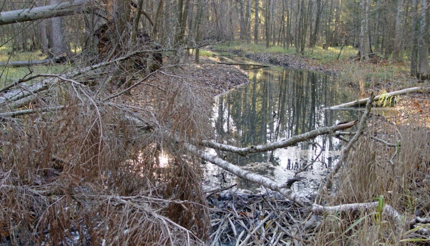 Ūdeņi Ķemeru apkārtnē plūst brīvāk