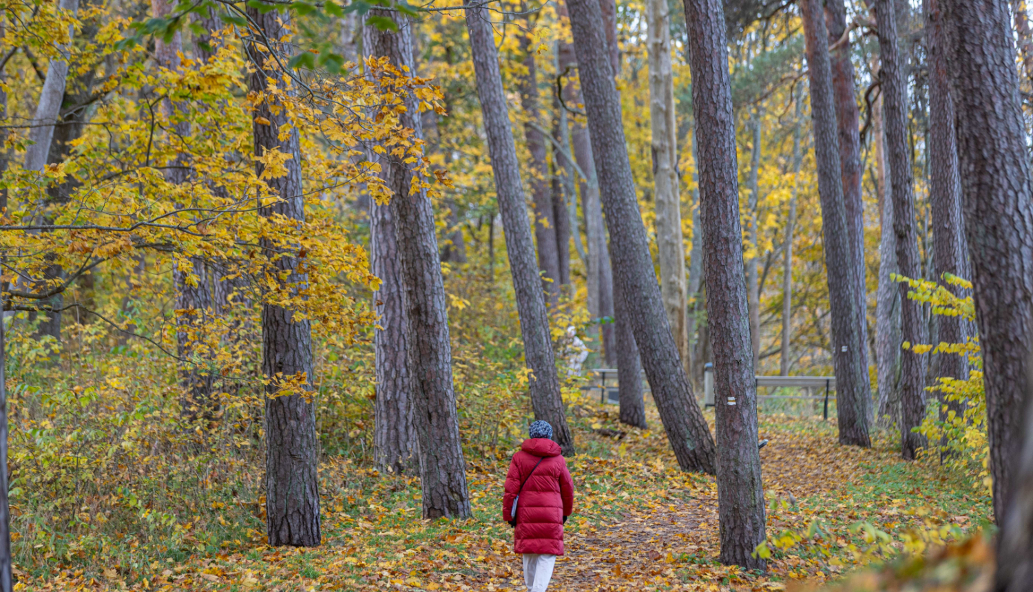 Sieviete sarkanā mētelī iet pa meža taku, kas klāta ar dzeltenām rudens lapām