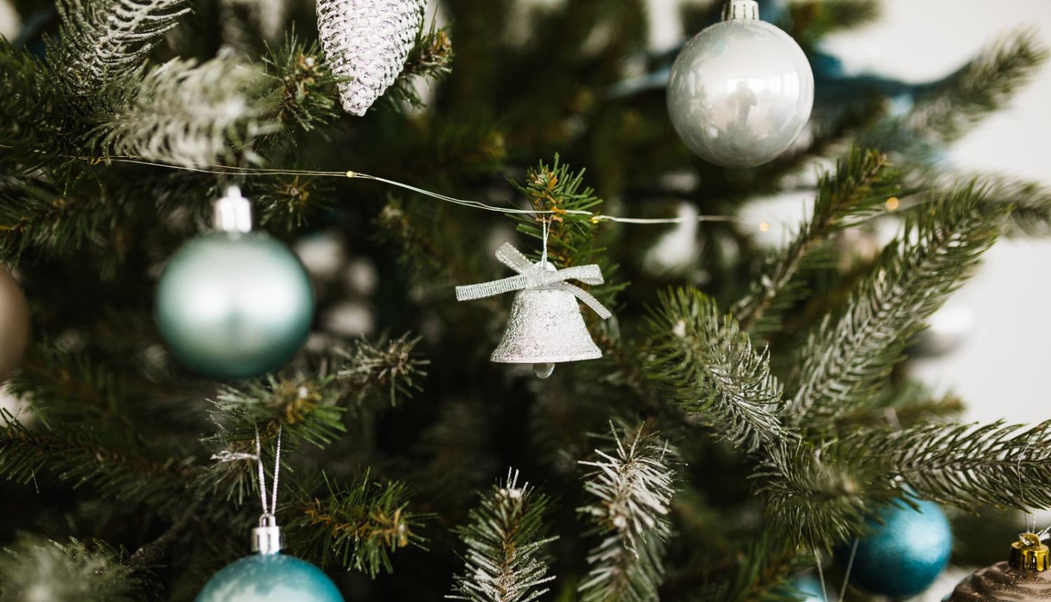 Ziemassvētku egle tuvplānā