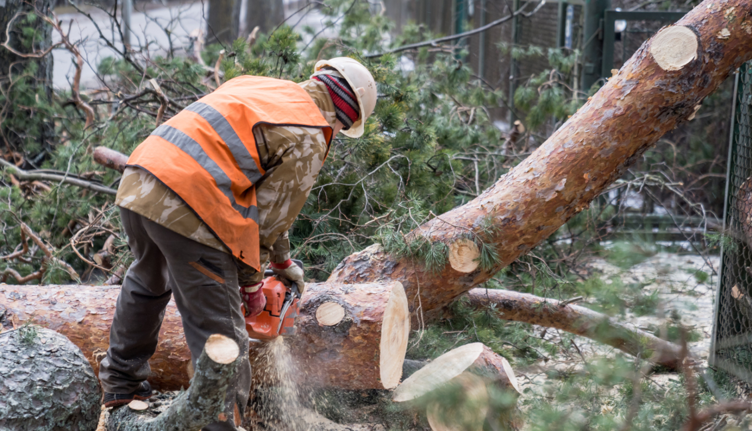 Vīrietis zāģē mežā nogāzušos koku