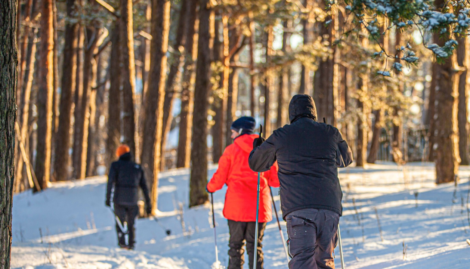 Cilvēki slēpo pa mežu