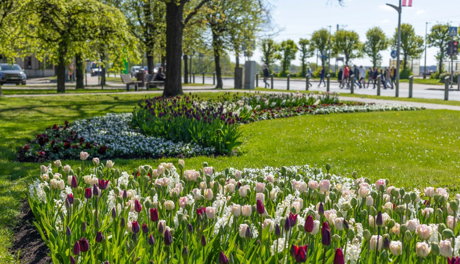 Jūrmalā zied tulpes