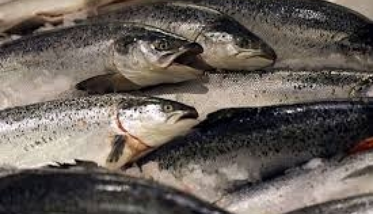 Par 2020.gada zvejas rīku skaita pieprasījumu un rūpnieciskās zvejas tiesību nomu