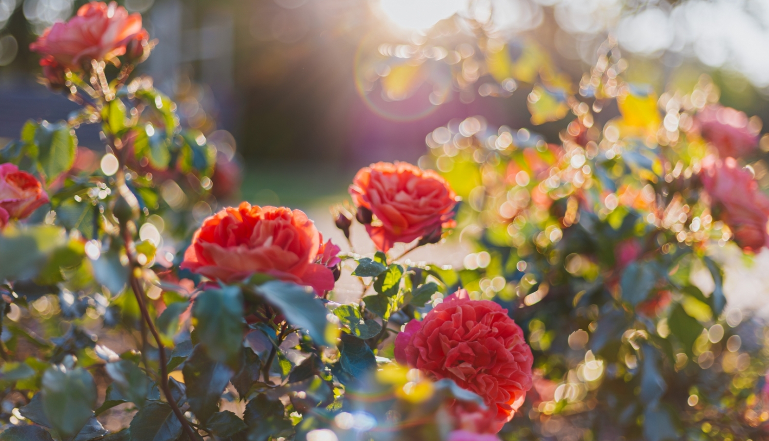 Rozes Ķemeru parkā